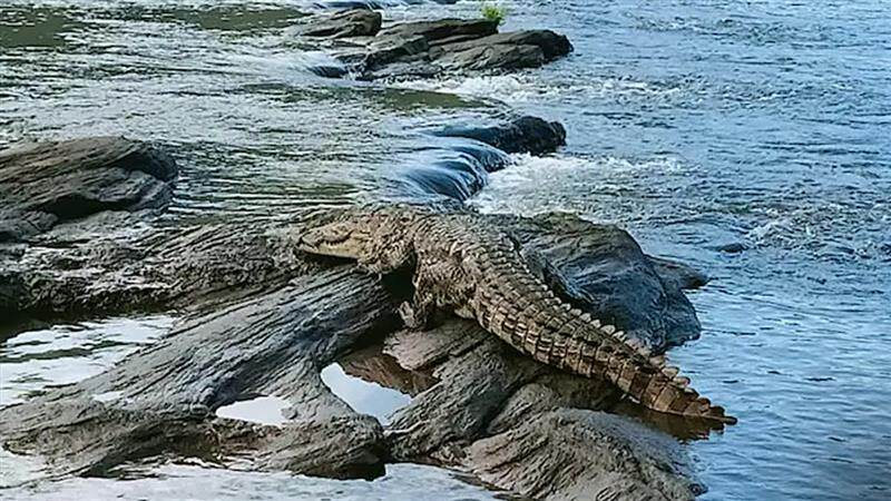 Crocodile Attack: নদীতে স্নানের সময় মহিলাকে টেনে নিয়ে গেল কুমির