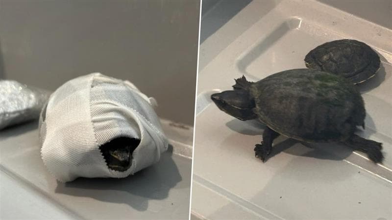 Turtle Smuggling: অন্তর্বাসে লুকিয়ে কচ্ছপ পাচারের চেষ্টা, বিমানবন্দরে আটক মহিলা, মারা গিয়েছে ব্যান্ডেজ জড়ানো একটি প্রাণী