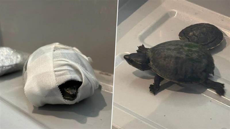 Turtle Smuggling: অন্তর্বাসে লুকিয়ে কচ্ছপ পাচারের চেষ্টা, বিমানবন্দরে আটক মহিলা, মারা গিয়েছে ব্যান্ডেজ জড়ানো একটি প্রাণী