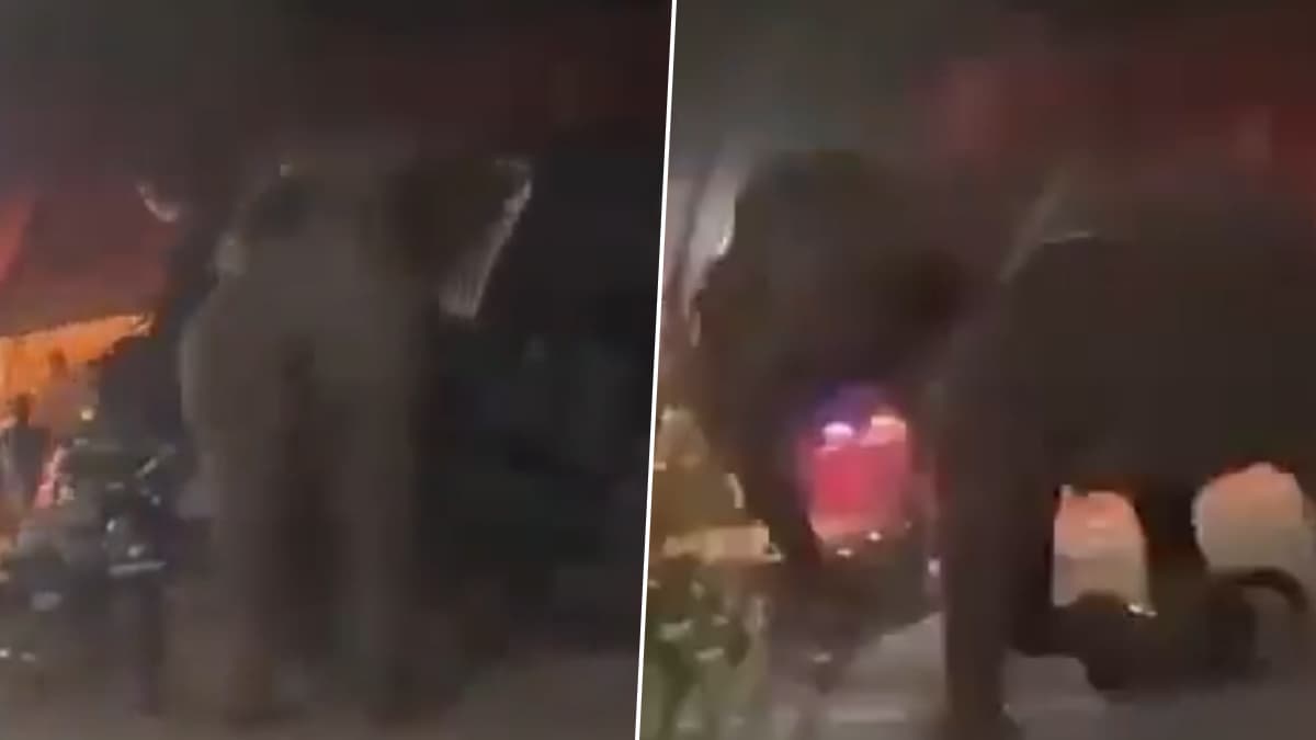 Elephant Attack in Uttarakhand: দেরাদুনের কানওয়ার ভান্ডার ক্যাম্পে হাতির তাণ্ডব, গাড়ি উলটে লণ্ডভণ্ড করল চারিদিক, দেখুন