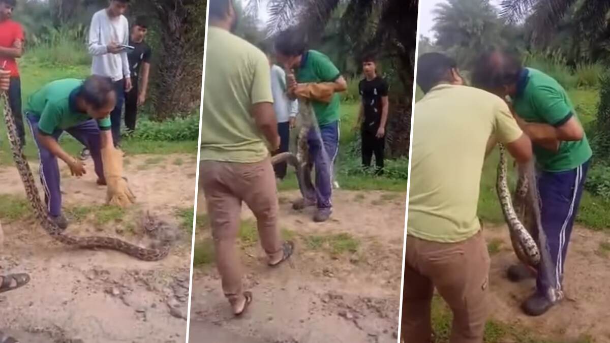 Python Viral Video: সাপ ধরতে গিয়ে সাংঘাতিক কাণ্ড...! উড়ে এসে অজগর ছোবল দিল ব্যক্তির গালে, ভয়ানক দৃশ্য