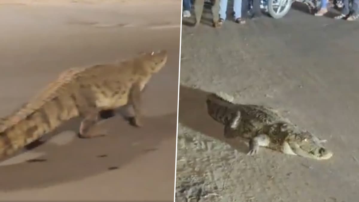 Crocodile Spotted in Vadodara: ভদোদরার ব্যস্ত রাস্তায় দাপিয়ে বেরাচ্ছে বিশাল কুমির, ভয়ে থমকে যাচ্ছে গাড়ির চাকা, দেখুন ভিডিও