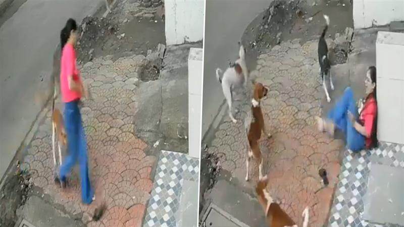 Viral Video: শ্রীনগরে পথ চলতি কুকুরের আক্রমণ, রাস্তায় দাঁড়িয়ে কেঁদে ফেললেন এক ছাত্রী (দেখুন ভিডিও)