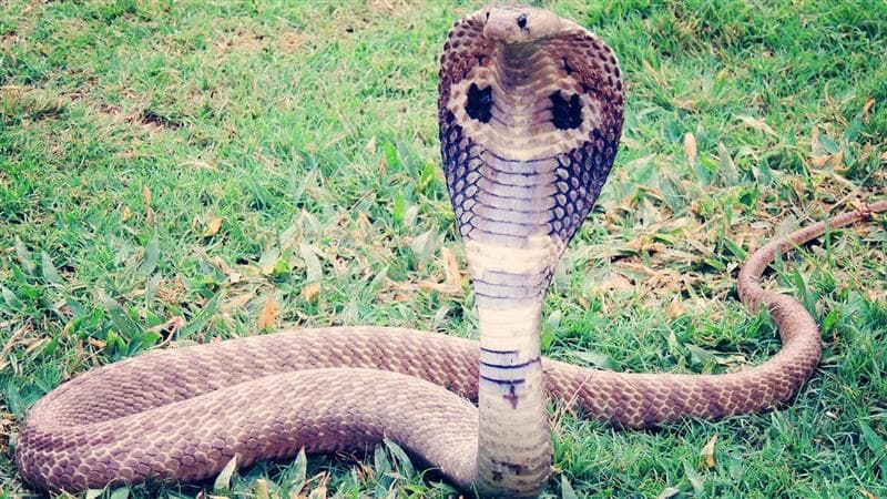 Cobra Snake: কীভাবে সম্ভব...! সাপকে ধরে কামড়ে দিল দুধের শিশু, প্রাণ গেল বিষধর কোবরার, অক্ষত একরত্তি