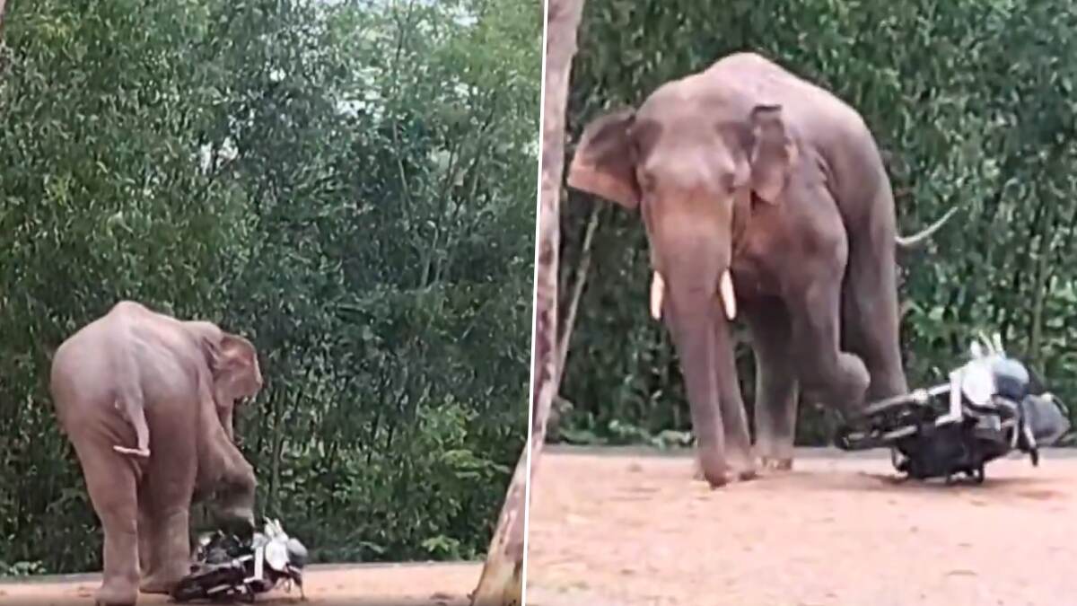 Elephant Crushes Bike: বাইক ভেঙে গুড়িয়ে দিল হাতি, দেখুন ভিডিও