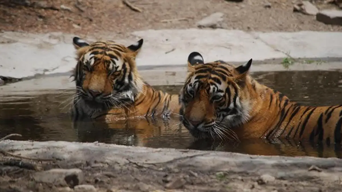 International Tiger Day 2025: আজ আন্তর্জাতিক বাঘ দিবস, চাক্ষুষ জাতীয় পশু দেখার জন্যে ভারতের সেরা আট ঠিকানা রইল আপনার জন্যে