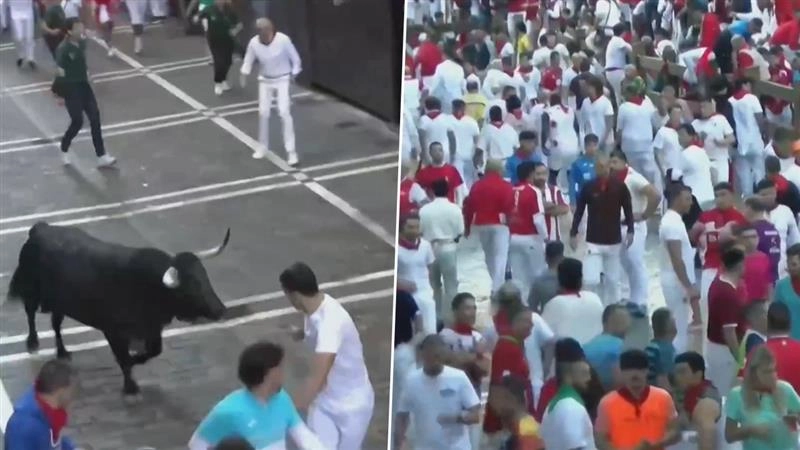 San Fermin Festival: স্পেনে ঐতিহ্যবাহী ষাঁড় দৌড় প্রতিযোগিতা শুরু, দেখুন ভিডিও