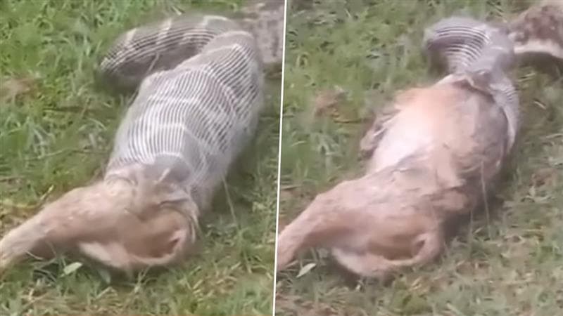 Python Swallows Fox Alive: জ্যান্ত শিয়াল গিলে খেল অজগর, জঙ্গলের মধ্যে সাংঘাতিক দৃশ্য ক্যামেরাবন্দি, দেখুন