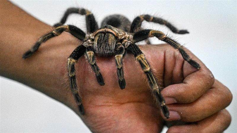 Creepy Find: কুকি চালানে লুকানো ১৫০০ ট্যারান্টুলা উদ্ধার