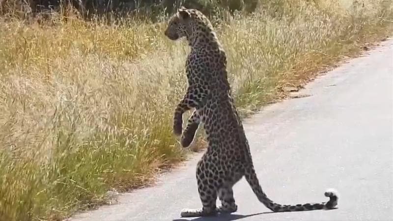 Leopard Standing On Two Legs: ক্যাঙারুর মতো দু-পায়ে দাঁড়িয়ে চিতাবাঘ, দক্ষিণ আফ্রিকার জঙ্গলে অবাক করা দৃশ্য, দেখুন