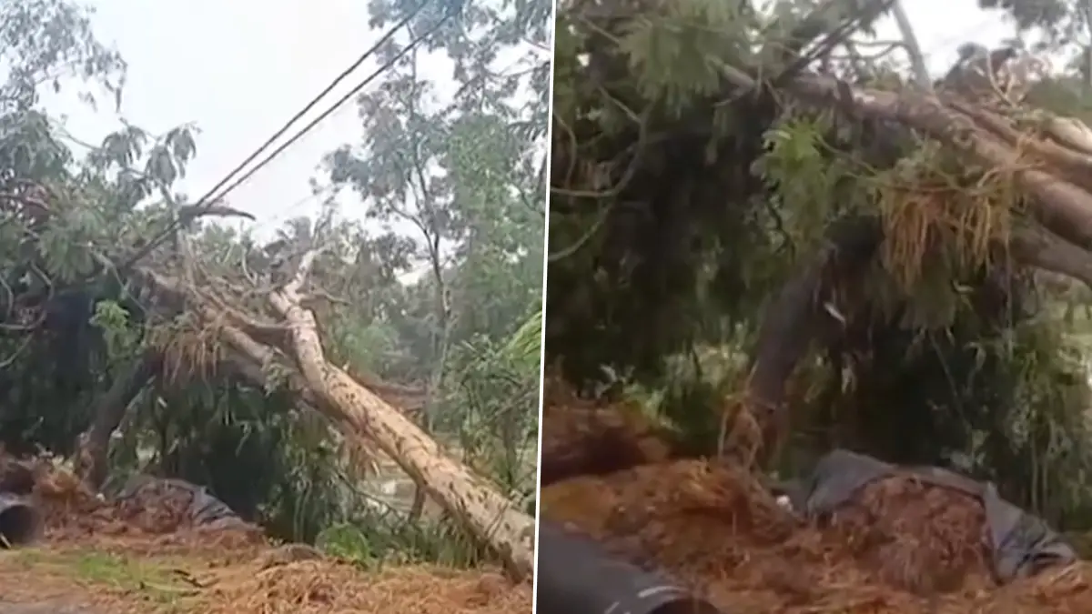 Storm Effected Raydighi: তিন মিনিটের ঝড়ে লন্ডভন্ড দক্ষিণ ২৪ পরগণার রায়দিঘি, উপড়ে গেল বাড়ির চাল, গাছ ( দেখুন ভিডিও)