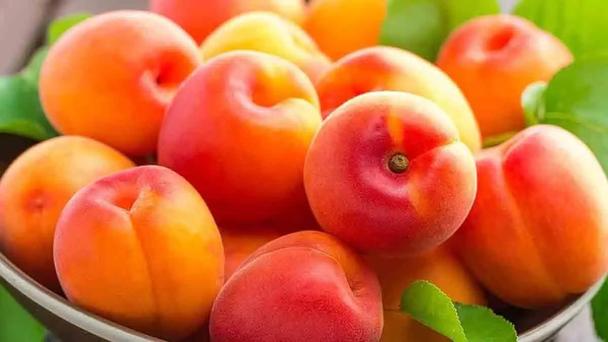 Apricot Health Benefits: বাড়বে হজম শক্তি, হার্ট থাকবে ভালো। ছোট্ট এই ফলের উপকারিতা অনেক। জেনে নিন এপ্রিকটের উপকারিতা