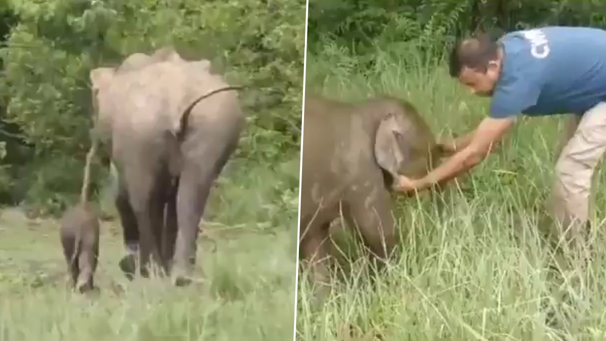 Elephant Video: মায়ের ছোঁয়া না পেয়ে ছুটে বেড়াচ্ছে ছোট্ট ছানা, হস্তি শাবকের ভিডিয়ো পোস্ট করলেন মুখ্যমন্ত্রী