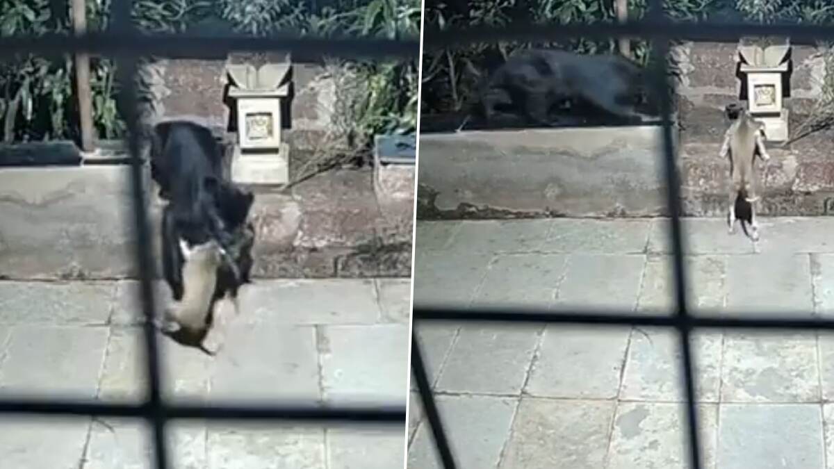 Black Panther Spotted: লোকালয়ে ঢুকে শিকার ব্ল্যাক প্যান্থারের, আতঙ্ক ছড়াল গোটা এলাকায়