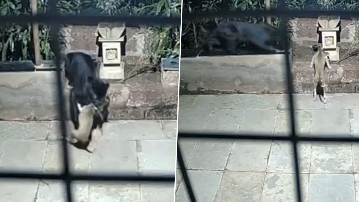Black Panther Spotted: লোকালয়ে ঢুকে শিকার ব্ল্যাক প্যান্থারের, আতঙ্ক ছড়াল গোটা এলাকায়