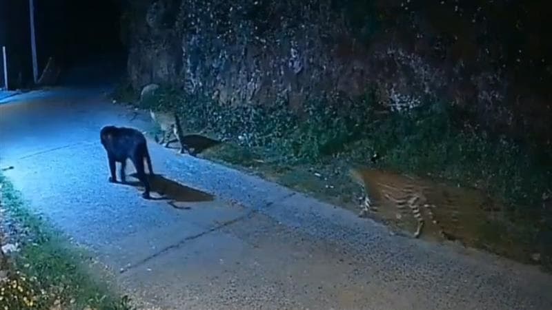 Black Panther Video: রাতের রাস্তায় ব্ল্যাক প্যান্থার, অন্ধকারে জ্বলছে চোখ, সঙ্গী ২ বাঘ, দেখুন বিরল ভিডিয়ো