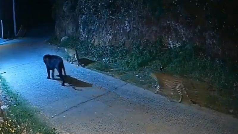 Black Panther Video: রাতের রাস্তায় ব্ল্যাক প্যান্থার, অন্ধকারে জ্বলছে চোখ, সঙ্গী ২ বাঘ, দেখুন বিরল ভিডিয়ো
