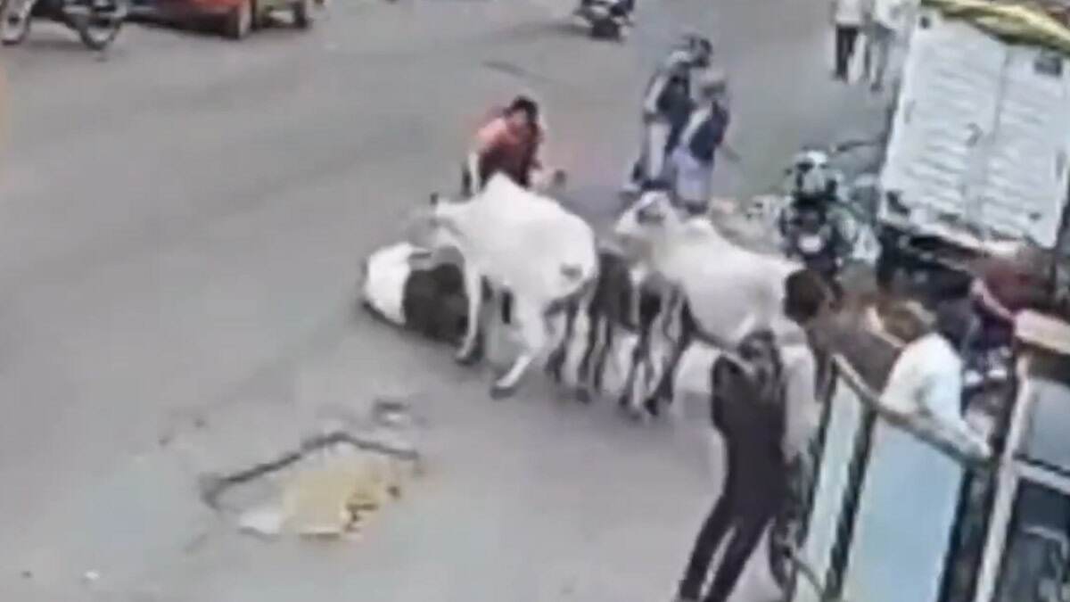 Cow Attack: প্রৌঢ়কে রাস্তার উপর ঠেলে ফেলে দিল গরু, শিং দিয়ে গুঁতিয়ে মৃত্যুর মুখে পাঠিয়ে দিল, আতঙ্কের ভিডিয়ো