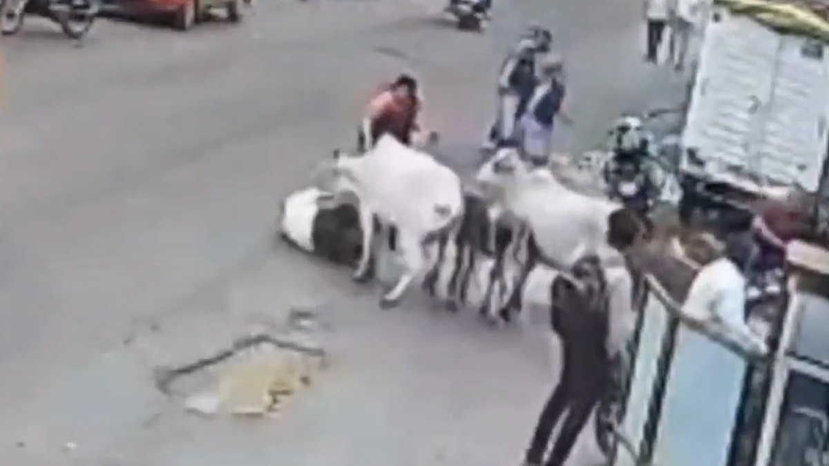 Cow Attack: প্রৌঢ়কে রাস্তার উপর ঠেলে ফেলে দিল গরু, শিং দিয়ে গুঁতিয়ে মৃত্যুর মুখে পাঠিয়ে দিল, আতঙ্কের ভিডিয়ো