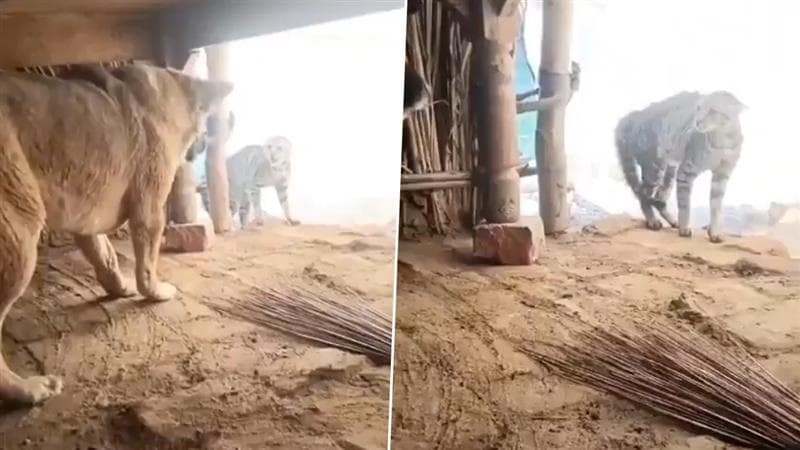 Dog Chased Leopard Video: সামনে লেপার্ড দেখেও পাল্লা দিয়ে লড়ে গেল কুকুর, আস্তানা থেকে তাড়াল 'মানুষ খেকোকে', ভাইরাল ভিডিয়ো