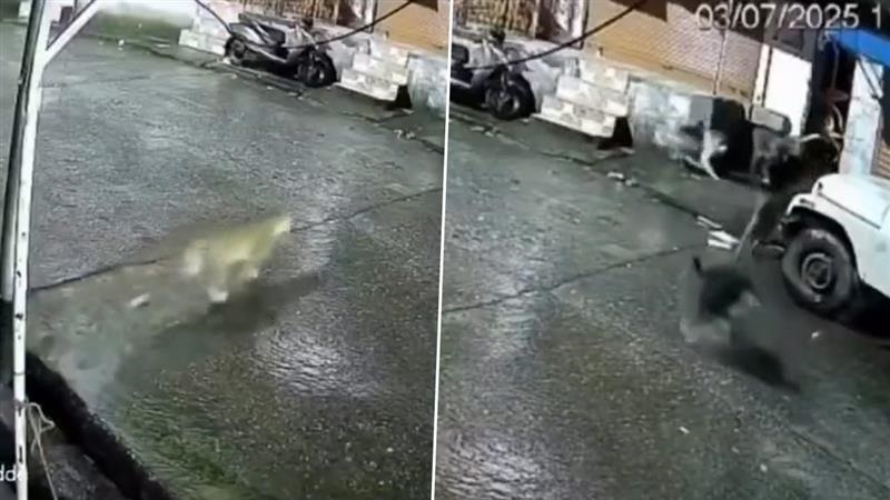 Dog Chased Leopard Video: সামনে লেপার্ড দেখেও পাল্লা দিয়ে লড়ে গেল কুকুর, আস্তানা থেকে তাড়াল 'মানুষ খেকোকে', ভাইরাল ভিডিয়ো