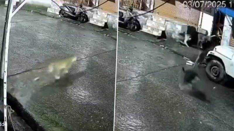 Viral Video: লেপার্ডকে বেড়াল ভেবে ভুল, কী হল কুকুরের দলের, দেখুন ভাইরাল ভিডিয়ো