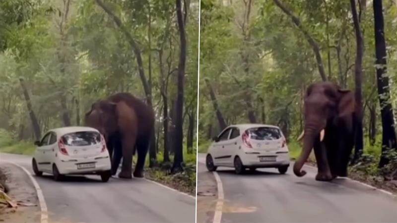 Elephant Attack Video: হাতির হামলার মুখে গাড়ি, শুঁড় দিয়ে ঠেলে গজরাজ নিমেষে সরিয়ে দিল চার চাকা, ভাইরাল ভিডিয়ো