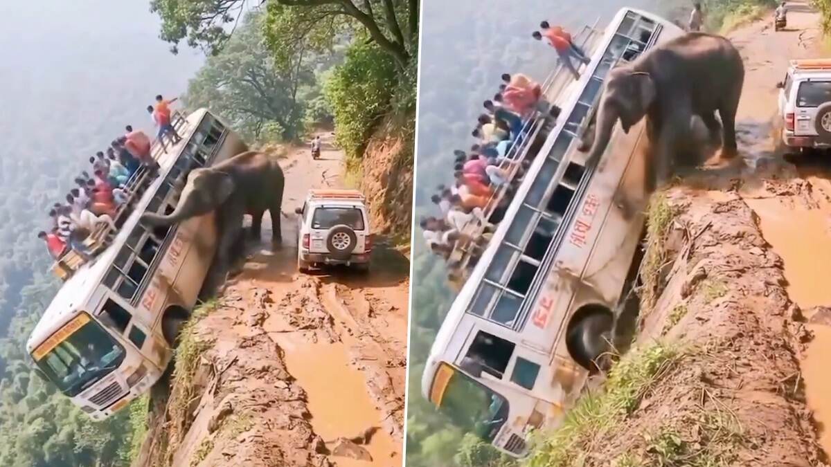 Elephant Video: পাহাড়ের উপর থেকে গভীর খাদে যাত্রী বোঝাই বাস ঠেলে ফেলে দিচ্ছে হাতি, শিউরে ওঠা ভিডিয়ো