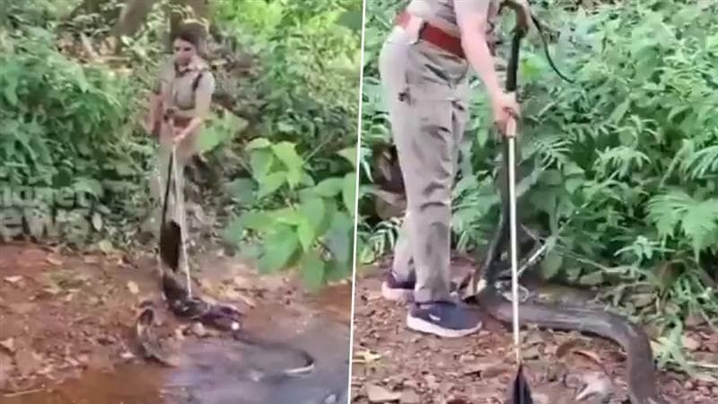 Video: 'জঙ্গলে অবতীর্ণ ঈশ্বর', মানুষের প্রাণ বাঁচাতে নদীতে নামলেন বন আধিকারিক, ১৮ ফুটের বিষধর কিং কোবরা সরালেন মহিলা অফিসার, দেখুন ভিডিয়ো