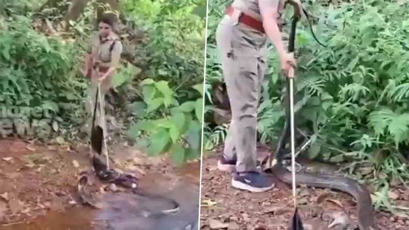 Video: 'জঙ্গলে অবতীর্ণ ঈশ্বর', মানুষের প্রাণ বাঁচাতে নদীতে নামলেন বন আধিকারিক, ১৮ ফুটের বিষধর কিং কোবরা সরালেন মহিলা অফিসার, দেখুন ভিডিয়ো