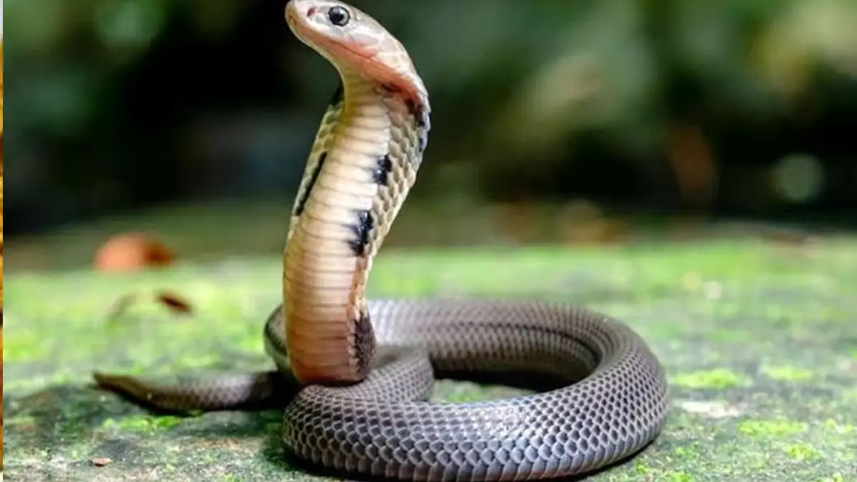 Home Remedies to Stay Safe from Snakes:  বর্ষাকালে সাপের উপদ্রব? ঘরোয়া এই উপকরণগুলি ব্যবহার করুন । সাপ কাছে ঘেষবে না