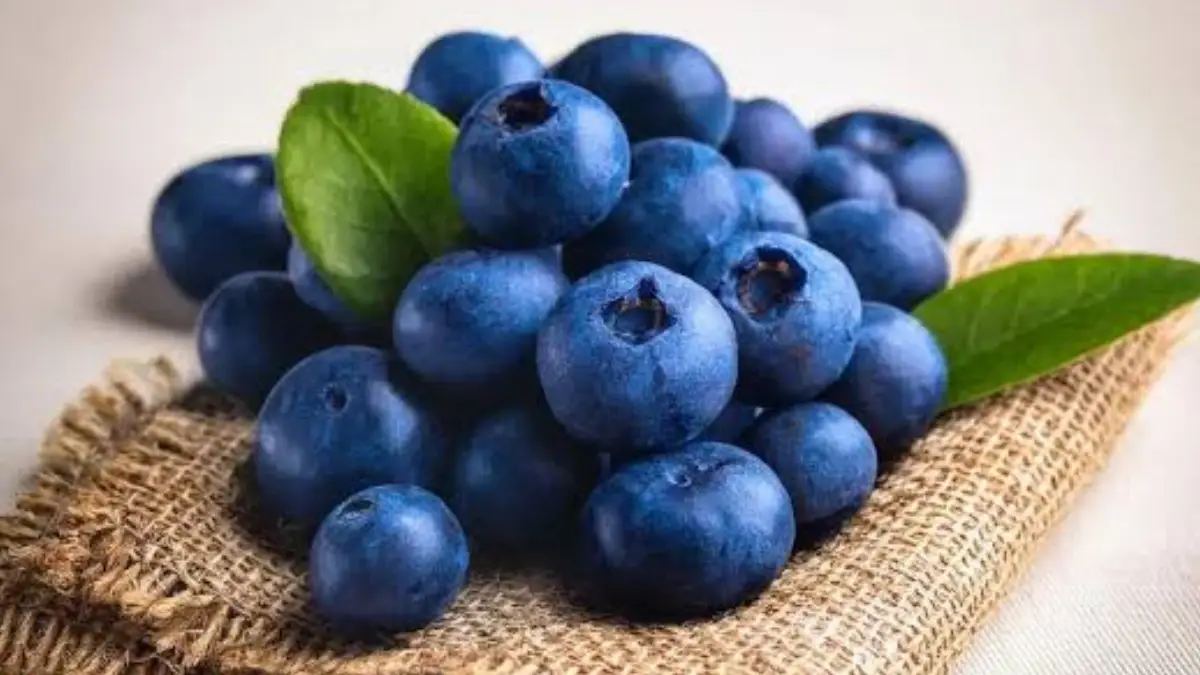 Blueberry Health Benefits: স্মৃতিশক্তি করে জোরদার, রক্তচাপ নিয়ন্ত্রণ করে এই ফল। দেখুন ব্লুবেরির উপকারিতা