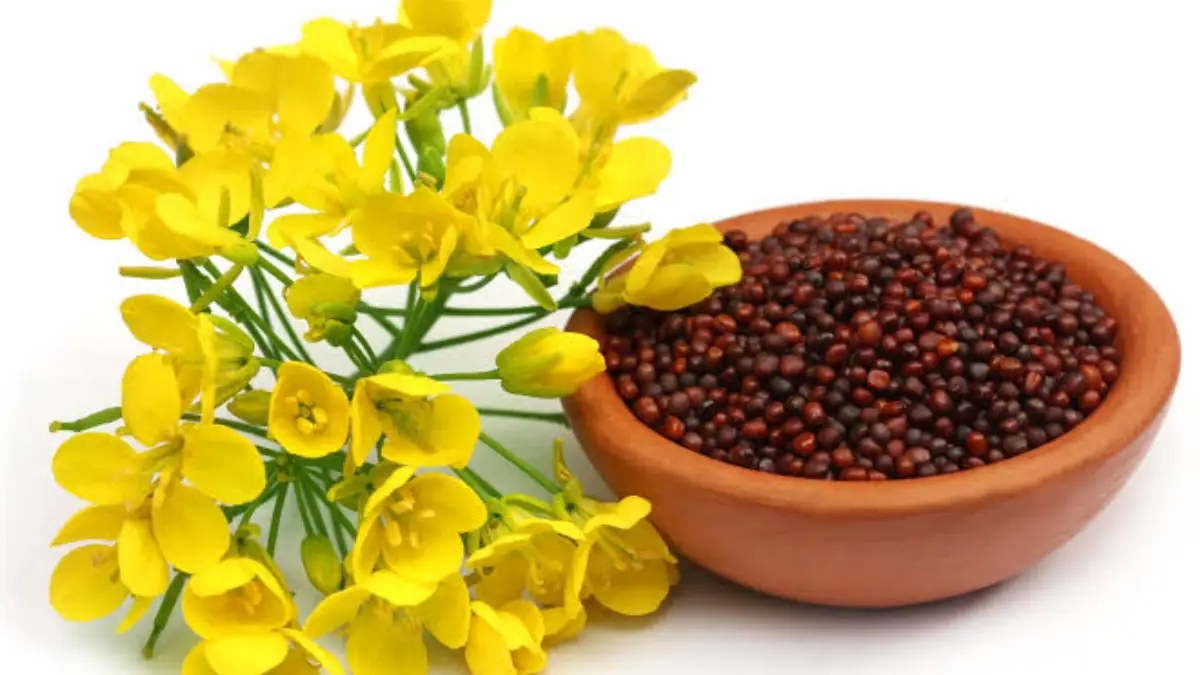 Health Benefits of Mustard Seeds: রান্নাঘরের ছোট্ট উপকরণ। রান্নার স্বাদ বাড়ানোর সঙ্গে সঙ্গে স্বাস্থ্যের রক্ষাও করে সরষে। দেখুন বিস্তারিত