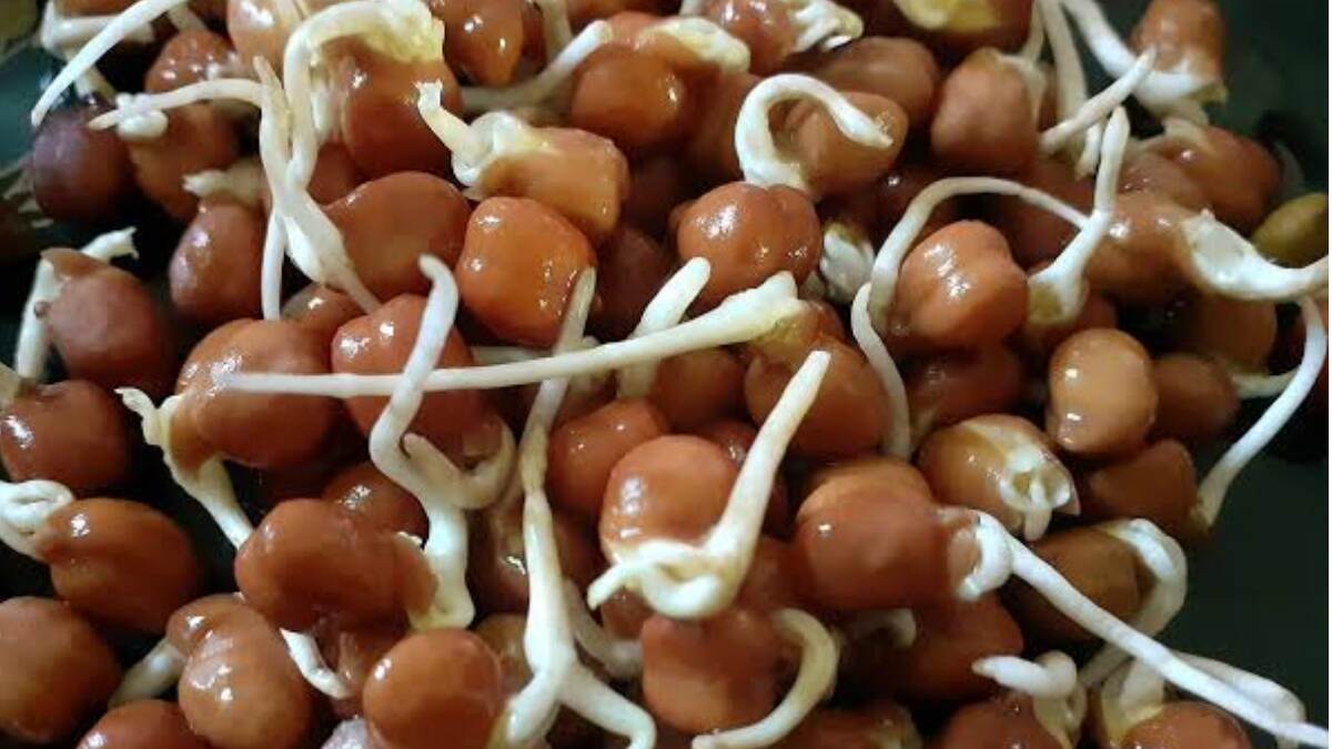 Health Benefits of Sprouted Chickpeas: প্রোটিনে ভরপুর। পেটের সমস্যা হবে দূর। প্রতিদিন সকালে খান অঙ্কুরিত ছোলা
