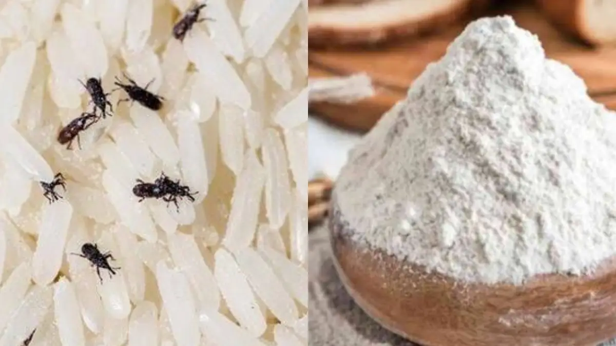 Home Remedies to Get Rid of Insects in Rice,Flour :  এই বর্ষায় চাল, গম ও আটায় পোকা! ঘরোয়া উপায়ে কীভাবে রক্ষা করবেন জেনে নিন