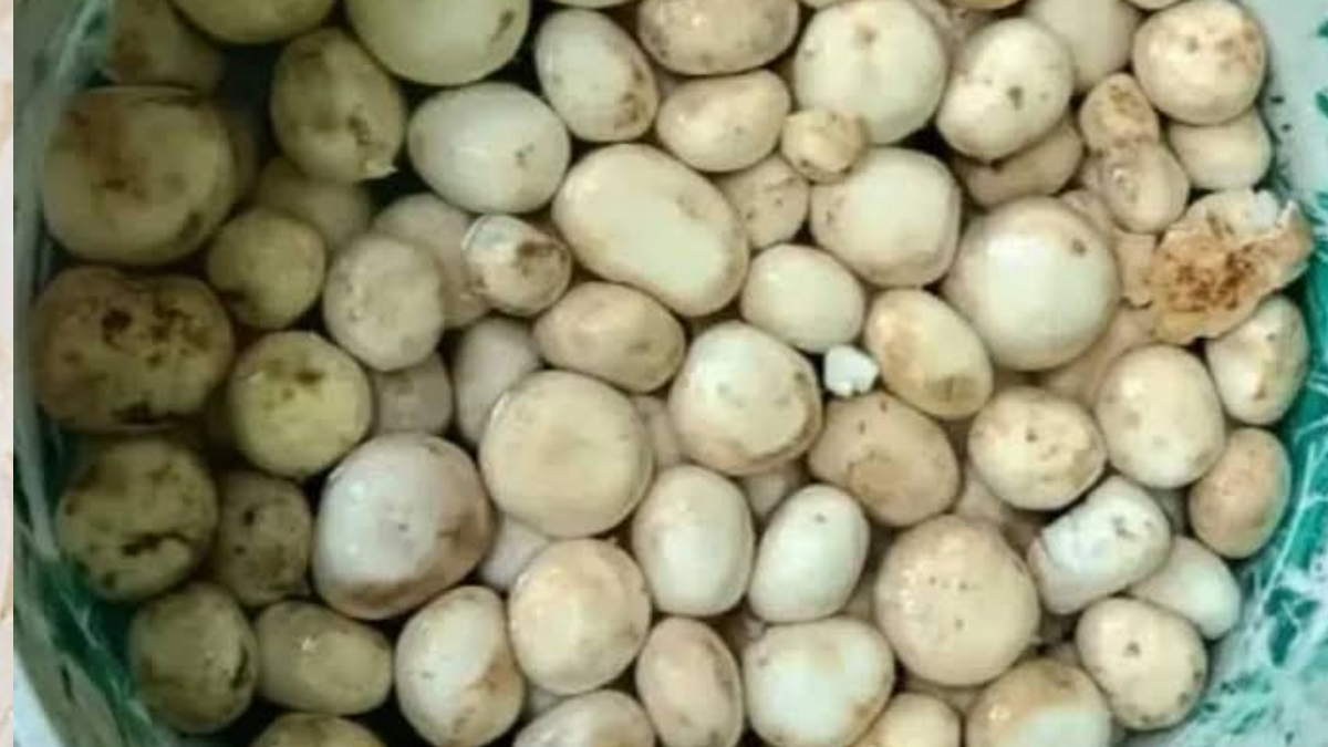 Health Benefits of Rugra: নিরামিষ মটন বলা হয় বাংলার এই সবজিকে। উপকারিতা বলে শেষ করা যাবে না