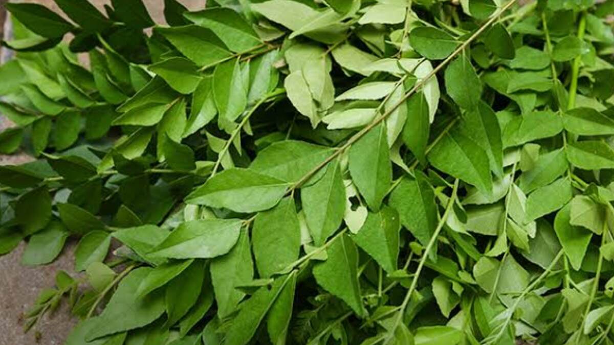 Health Benefits of Curry Leaves: ডায়াবেটিস রোগীদের জন্য দারুন উপকারী রান্না ঘরের এই ছোট্ট পাতা। রয়েছে আরও উপকারিতা