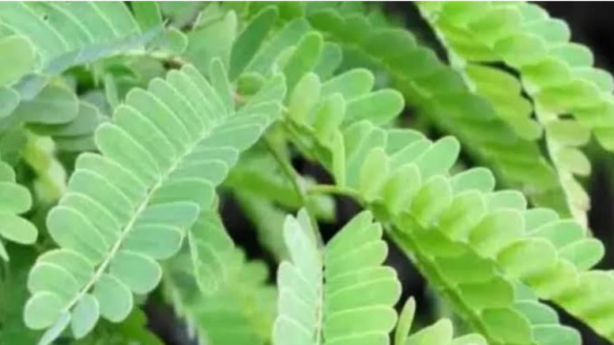 Health Benefits of Tamarind Leave: ডায়াবেটিস নিয়ন্ত্রণ কিম্বা দাঁতের ব্যথা দূর করা । তেঁতুল পাতার  উপকারিতা অনেক