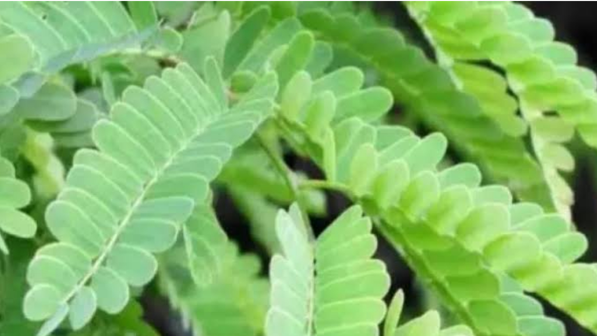 Health Benefits of Tamarind Leave: ডায়াবেটিস নিয়ন্ত্রণ কিম্বা দাঁতের ব্যথা দূর করা । তেঁতুল পাতার  উপকারিতা অনেক