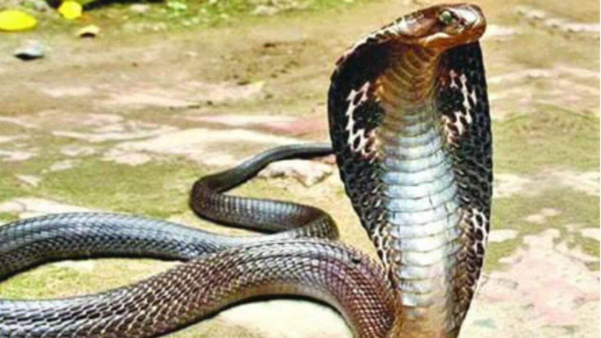World Snake Day: আজ বিশ্ব সর্প দিবস। জেনে নিন এই দিনটির গুরুত্ব