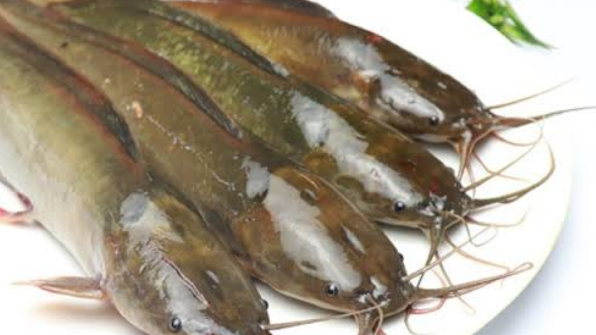 Health Benefits of Magur Fish: বাড়বে রোগ প্রতিরোধ ক্ষমতা, শক্তিশালী ...