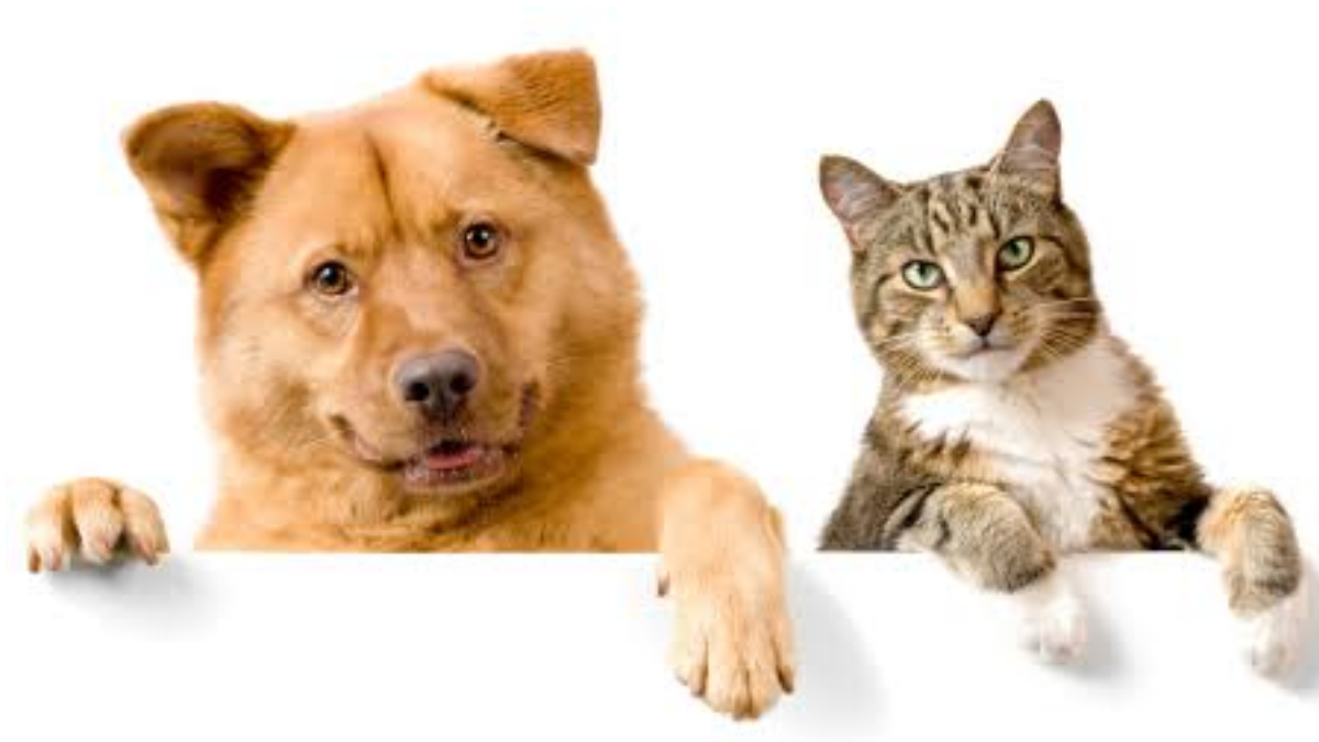 Ways to Keep Your Pets Healthy:  গরমে পোষ্য অসুস্থ হয়ে যাচ্ছে? কিভাবে সুরক্ষিত রাখবেন পোষ্যকে? দেখুন বিস্তারিত