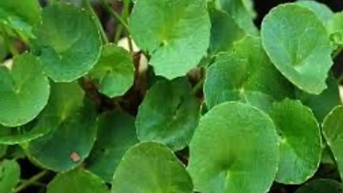 Health Benefits of Gotu Kola: ঝোপঝাড়ে অবহেলায় জন্ম নেয় এই ছোট সবুজ পাতা। লিভারকে রাখবে সতেজ। বাড়াবে স্মৃতিশক্তি। দেখুন বিস্তারিত