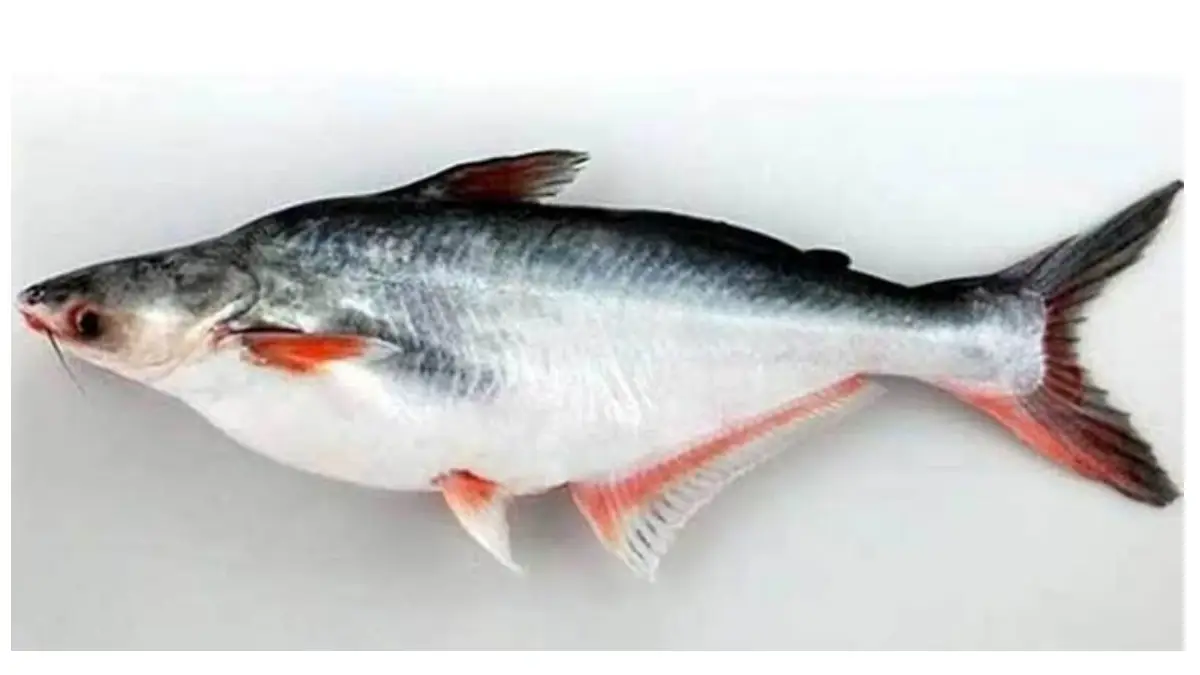 Health Benefits of Pangasius Fish:  অবহেলা করবেন না এই মাছকে। পাঙ্গাস মাছের উপকারিতা অনেক। জেনে নিন বিস্তারিত