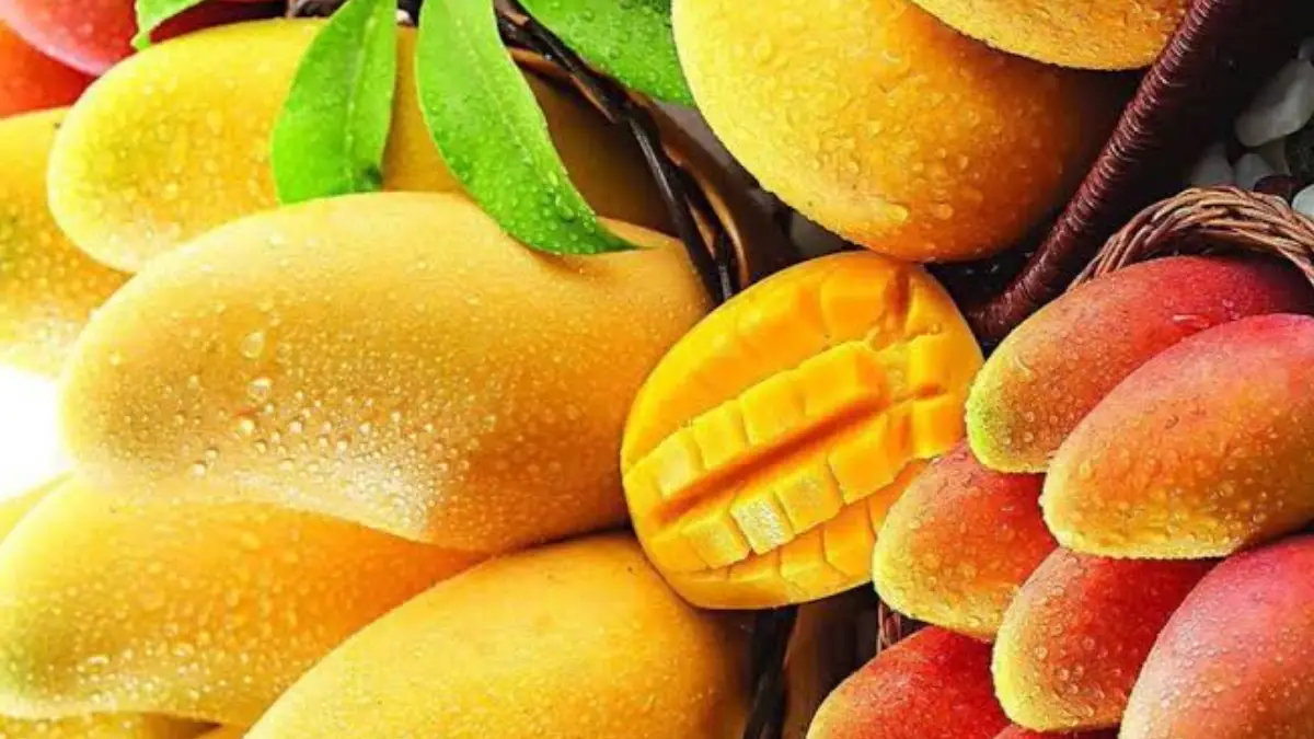 Today National Mango Day: আজ জাতীয় আম দিবস। জেনে নিন এই দিনটির গুরুত্ব