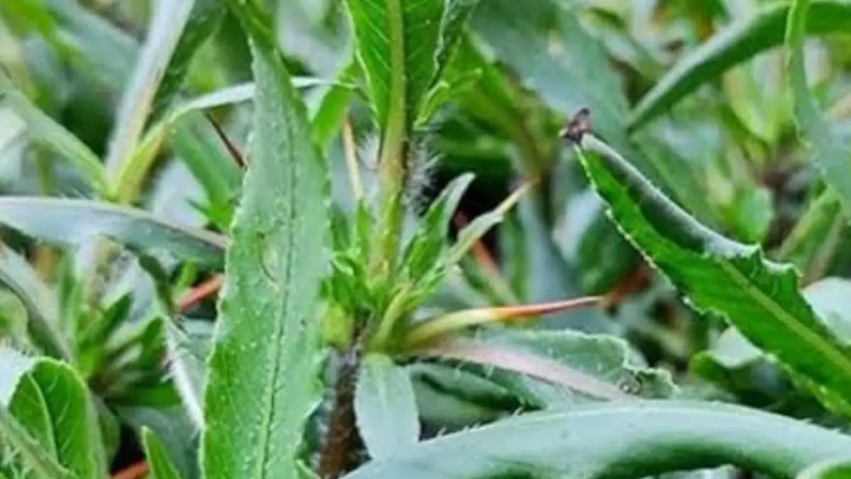 Benefits of Kulekhara Leaves: বাড়বে লিভারের কার্যক্ষমতা, দূর হবে রক্তশূন্যতা। ফুটিয়ে খান এই পাতার রস। দারুন উপকার পাবেন