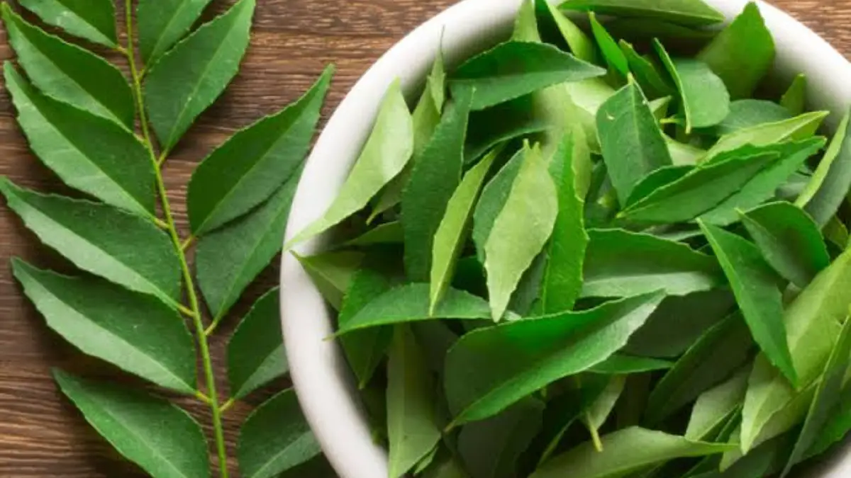 Health Benefits of Chewing Curry Leaves: কাঁচা কারিপাতা চিবিয়ে খেয়েছেন কি? খালিপেটে খেলে কী কী উপকার হয় জেনে নিন