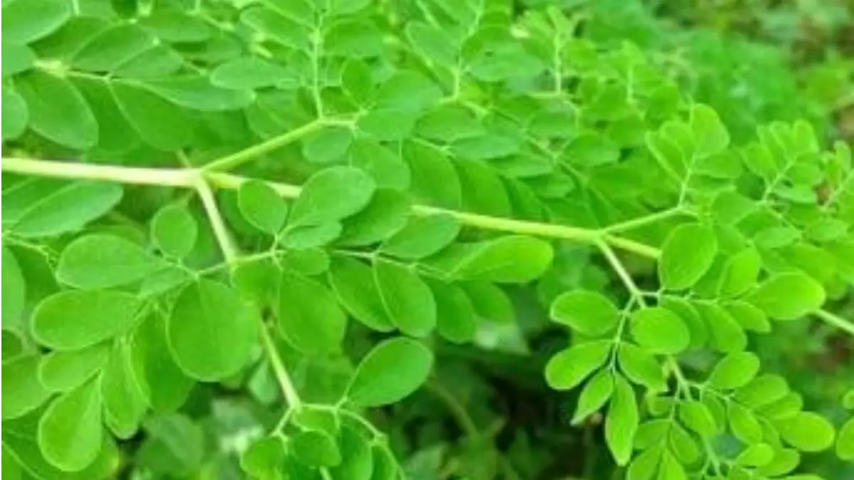 Benefits of Drumstick Leaves During the Monsoon: বর্ষাকালে সজনে পাতা খান। উপকার পাবেন অনেক। দেখুন বিস্তারিত