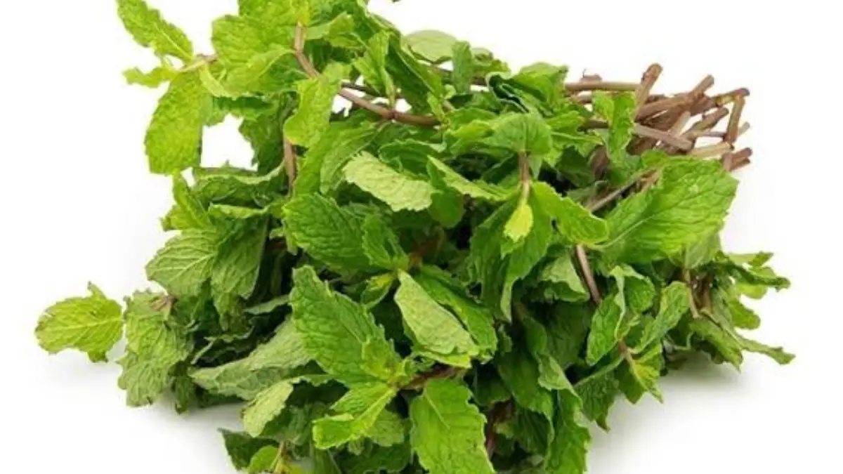 Mint Leaves to Relieve Digestive Problems:  হজমের সমস্যা দূর হবে সহজেই । ছোট্ট এই পাতা ব্যবহার করলে অনেক উপকার পাবেন