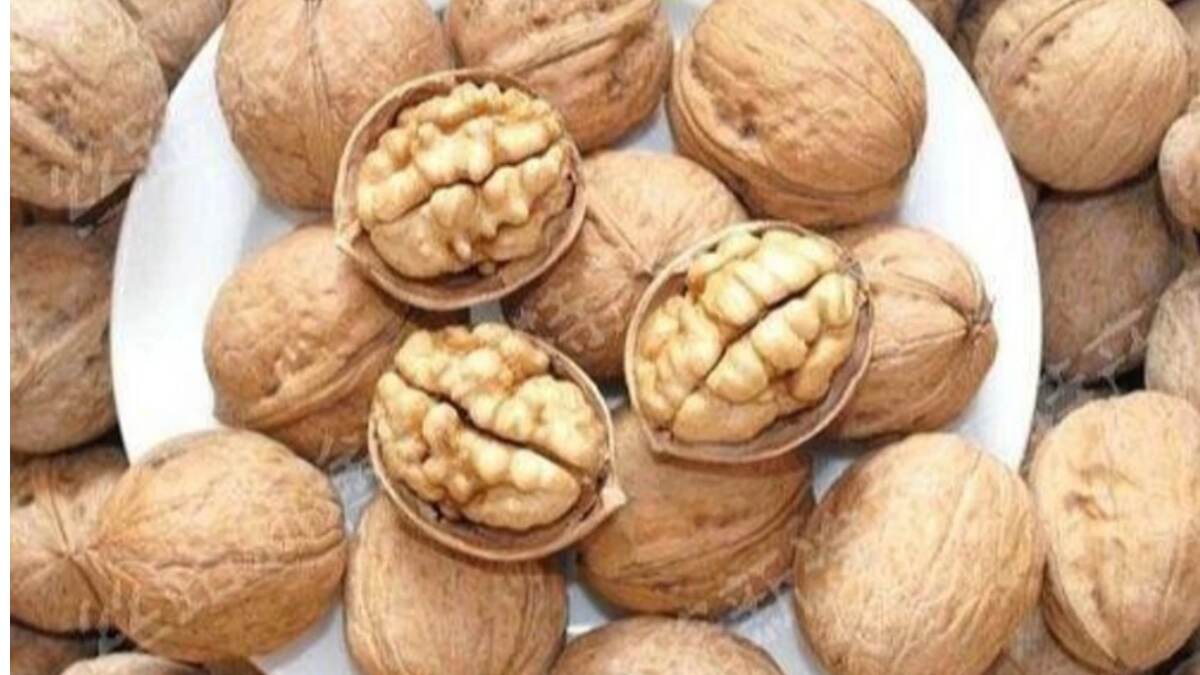 How to Eat Walnuts Properly: আখরোট নিয়ম মেনে খাচ্ছেন তো? জেনে নিন আখরোট প্রতিদিন কতগুলো খেতে পারবেন এবং কিভাবে খাবেন